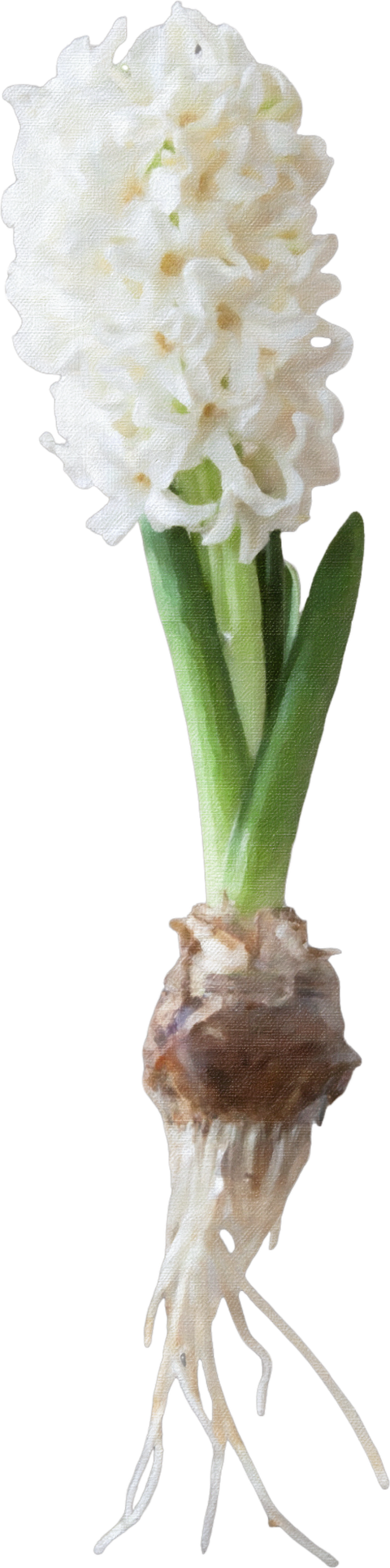 Hyacinth vase flowers and roots (z4) output layer