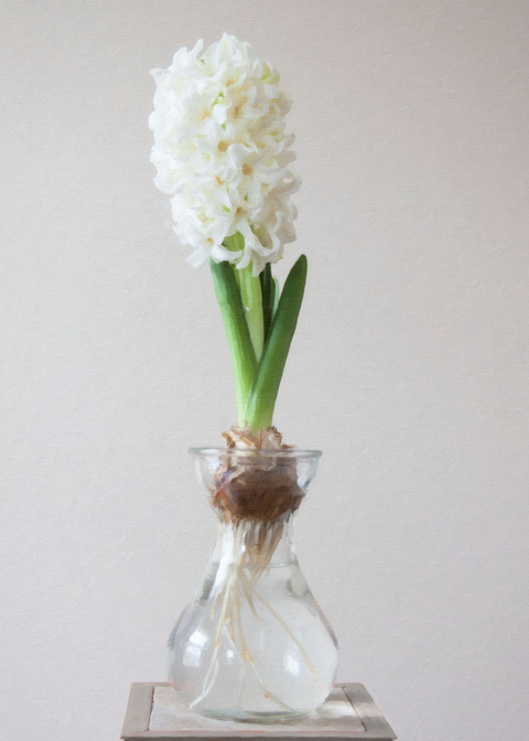 Hyacinth vase source image